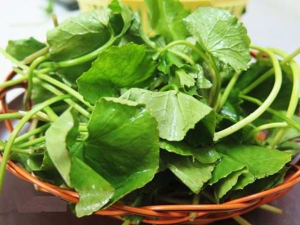 tại sao nên dùng rau má để điều trị sẹo?