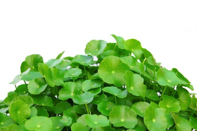 Trị sẹo tại nhà hiệu quả bằng rau má
