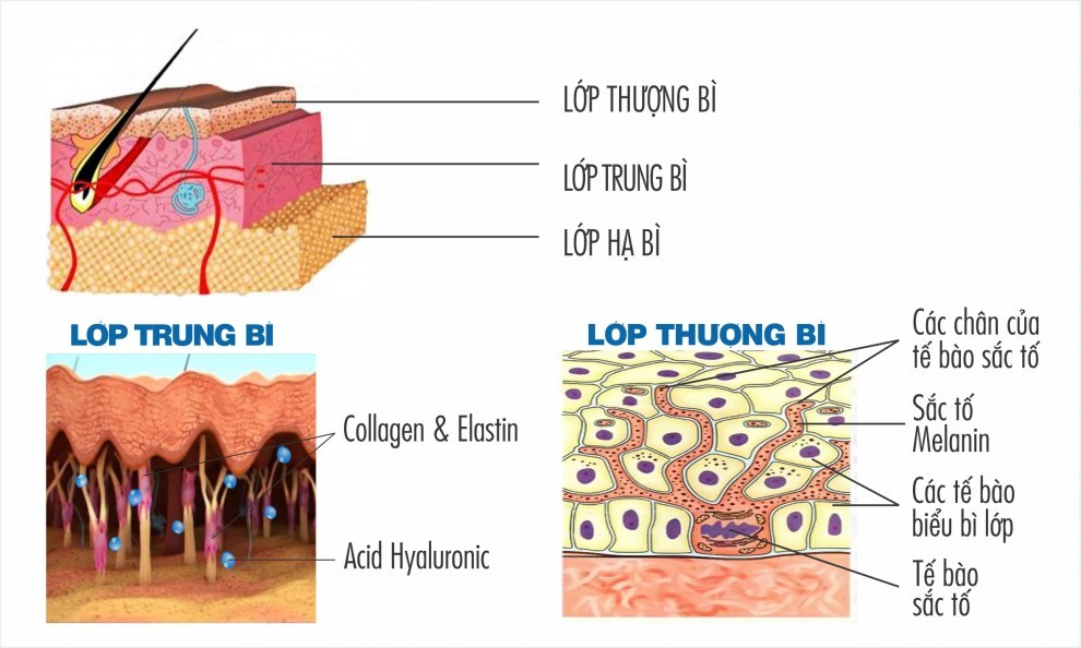 Cấu trúc của da