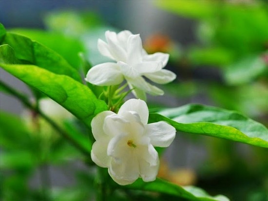 Chị em có thể tự chế mặt nạ hoa nhài để giúp có được làn da sáng