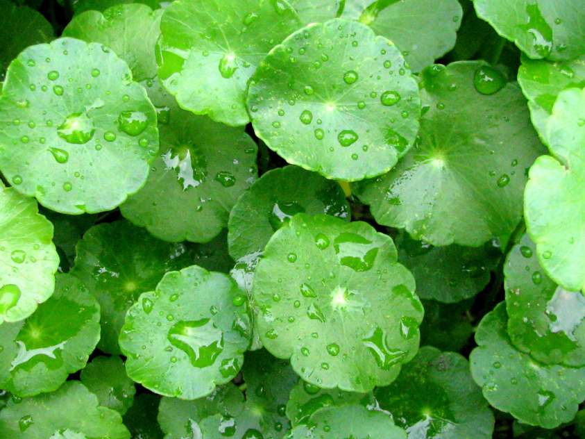 Trị sẹo tại nhà hiệu quả bằng rau má